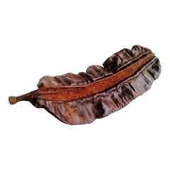 5 Fresh Ghana PREKESE PODS (Tetrapleura Tetraptera,Uhio,Aidan,Uyayak,Oshosho) UK - Honesty Sales