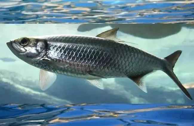 Africa's Finest Herring Fillet 100g - Honesty Sales