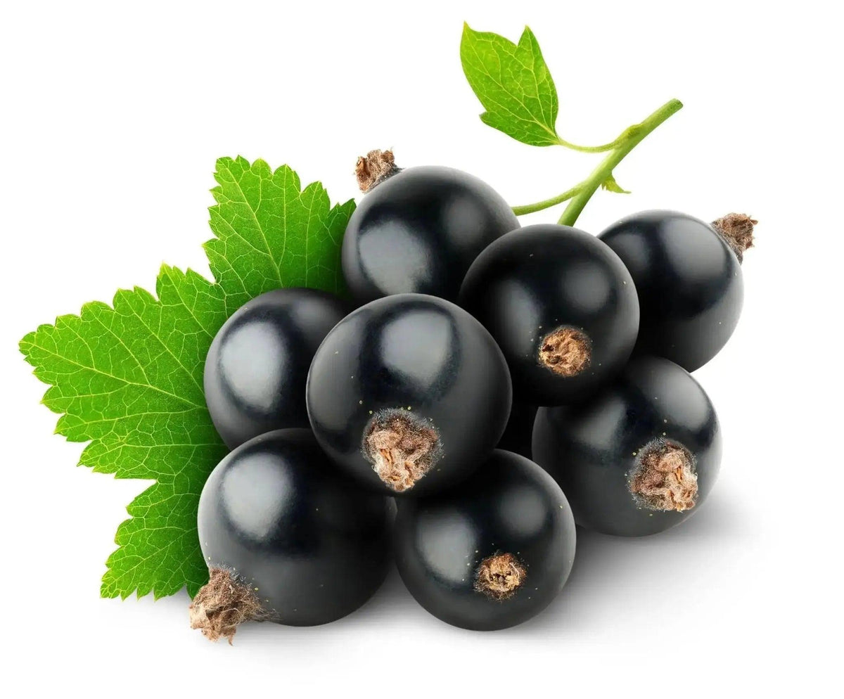 Freshers Blackcurrant Juice Cordial 5 Liters - Honesty Sales