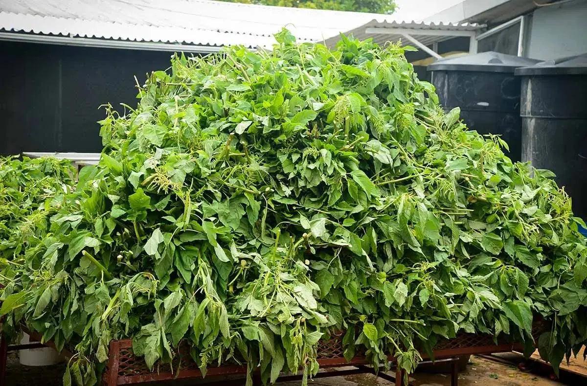 Tropical Sun Callaloo 540g - Honesty Sales