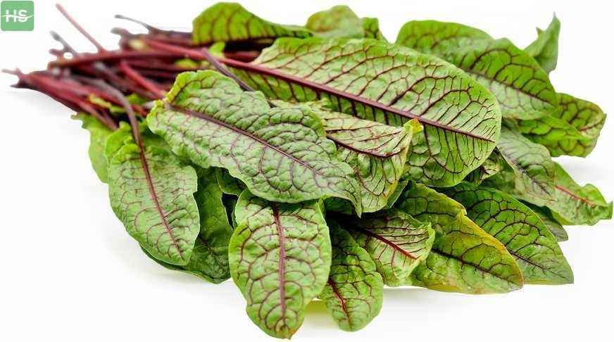 Surprising Benefits Of Sorrel Leaves - Honesty Sales