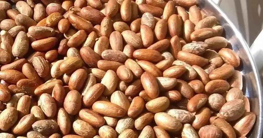 Bitter Kola Nut (Cola Nuts) Fresh Garcinia Kola Approx 4 Pieces - Honesty Sales