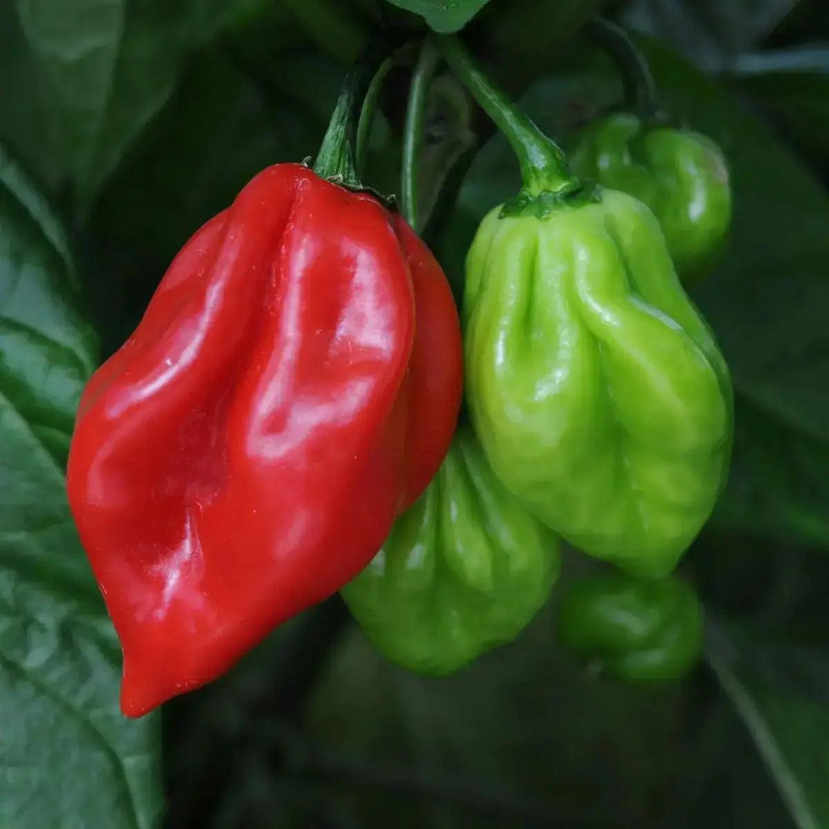 Scotch bonnet chilli Pepper (Hot pepper) 150g - Honesty Sales