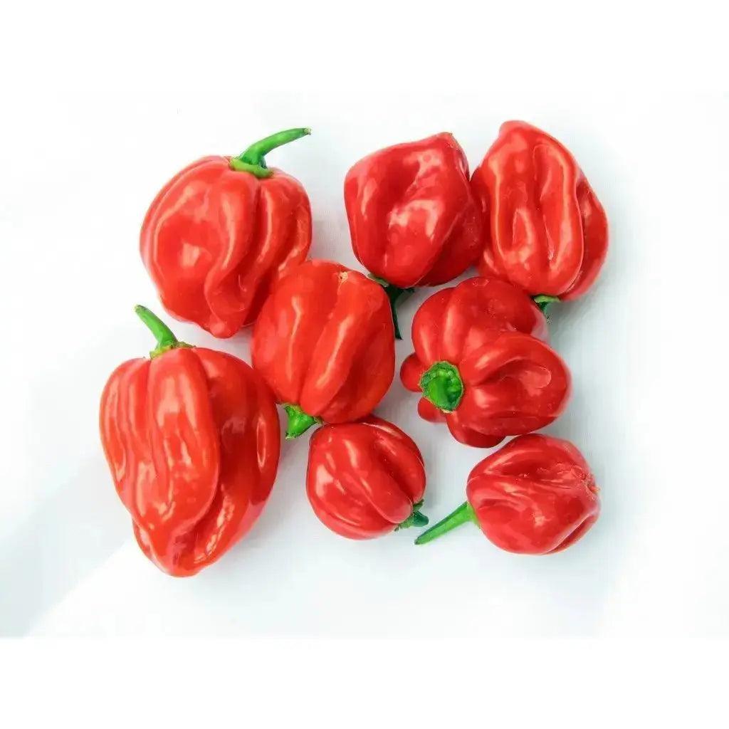 Scotch Bonnet Chili Pepper (scharfe Paprika) 150g Zweitbild