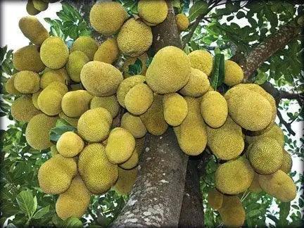 Tropical Sun Sweet Yellow Jackfruit in Syrup 565g - Honesty Sales